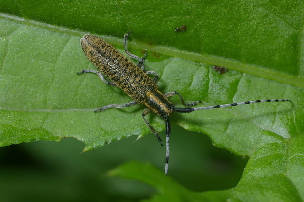 Skaliertes Bild Coleoptera, Cerambycidae, Agapanthia villosoviridescen_2006_05_29--10-43-52.jpg 