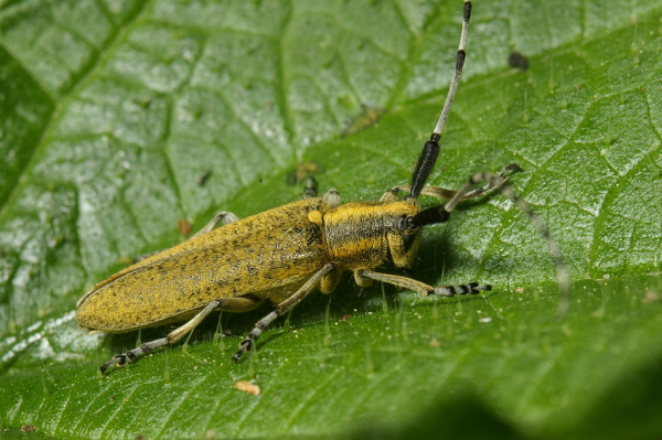 Skaliertes Bild Coleoptera, Cerambycidae, Agapanthia villosoviridescens_2007_05_14--09-40-08.jpg 