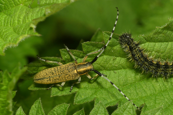 Skaliertes Bild Coleoptera, Cerambycidae, Agapanthia villosoviridescens_2022_04_27--10-50-38.jpg 