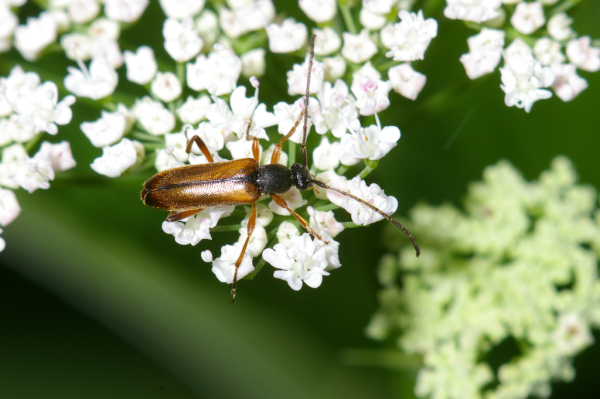 Skaliertes Bild Coleoptera, Cerambycidae, Alosterna tabacicolor_2005_06_18--10-43-58.jpg 