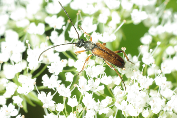 Skaliertes Bild Coleoptera, Cerambycidae, Alosterna tabacicolor_2009_06_01--10-38-56.jpg 