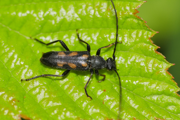 Skaliertes Bild Coleoptera, Cerambycidae, Anoplodera sexguttata_2020_05_15--15-03-01.jpg 