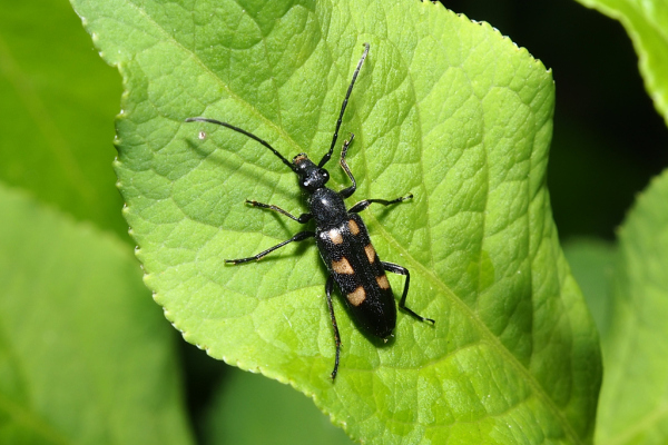 Skaliertes Bild Coleoptera, Cerambycidae, Anoplodera sexguttata_2022_06_05--09-24-09.jpg 