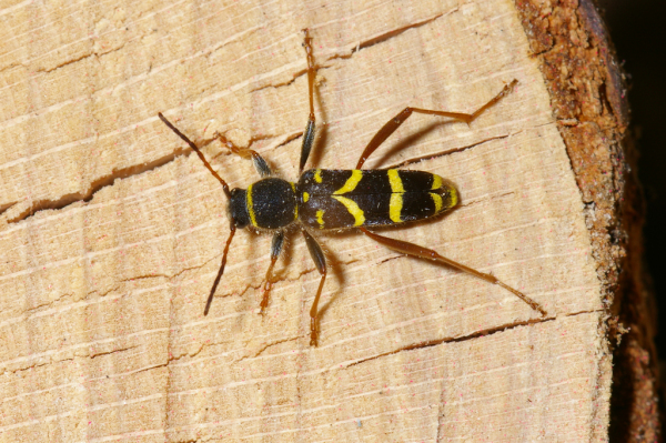 Skaliertes Bild Coleoptera, Cerambycidae, Clytus arietis_2005_05_26--16-53-33.jpg 