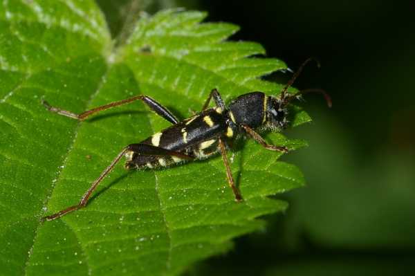 Skaliertes Bild Coleoptera, Cerambycidae, Clytus lama_2007_06_18--12-19-52.jpg 
