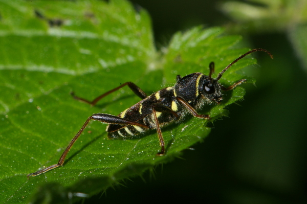 Skaliertes Bild Coleoptera, Cerambycidae, Clytus lama_2007_06_18--12-20-21.jpg 