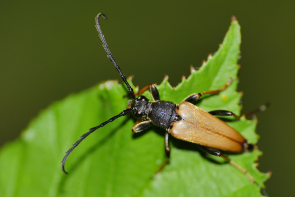 Skaliertes Bild Coleoptera, Cerambycidae, Corymbia fulva_2019_07_19--09-29-06.jpg 