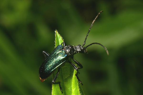 Skaliertes Bild Coleoptera, Cerambycidae, Gaurotes virginea, Blaubock_2007_05_14--10-05-21.jpg 