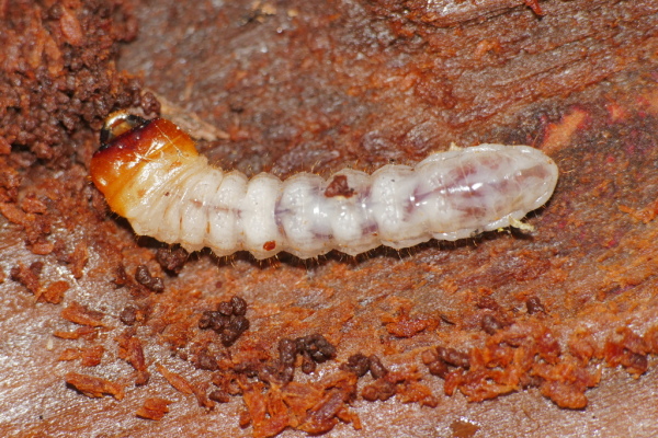 Skaliertes Bild Coleoptera, Cerambycidae, Larve_2020_04_10--10-25-56.jpg 