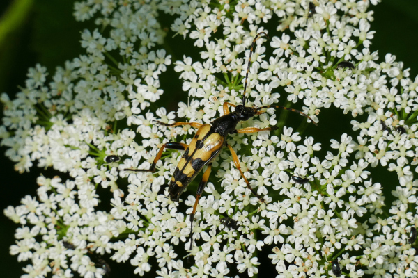 Skaliertes Bild Coleoptera, Cerambycidae, Leptura maculata_2019_06_25--09-08-08.jpg 