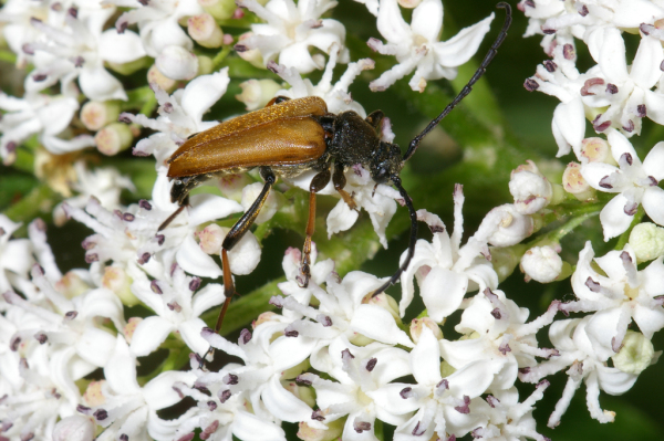 Skaliertes Bild Coleoptera, Cerambycidae, Leptura rubra, Rothalsbock_2005_07_03--14-06-08.jpg 