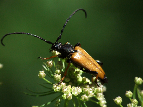Skaliertes Bild Coleoptera, Cerambycidae, Leptura rubra_2007_08_04--15-17-06.jpg 