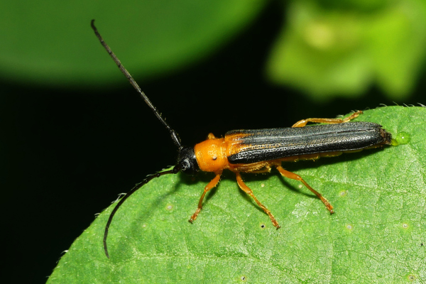 Skaliertes Bild Coleoptera, Cerambycidae, Oberea pupillata_2022_06_10--11-04-49.jpg 