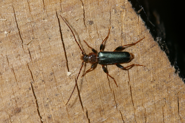 Skaliertes Bild Coleoptera, Cerambycidae, Phymatodes testaceus_2005_05_26--16-46-08.jpg 