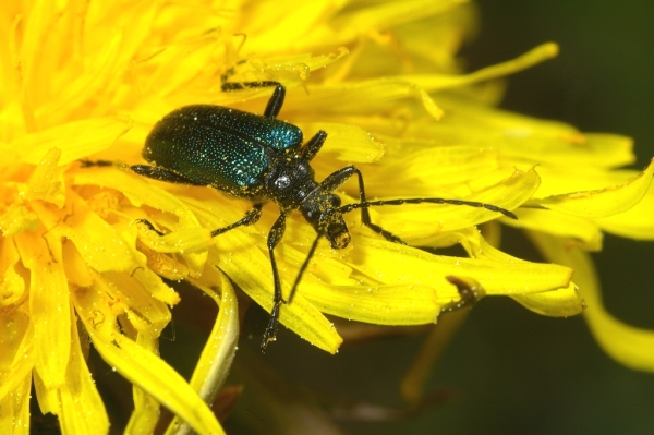 Skaliertes Bild Coleoptera, Cerambycidae, Phymatodes testaceus_2006_05_12--09-13-12.jpg 