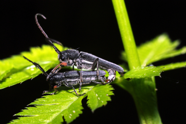 Skaliertes Bild Coleoptera, Cerambycidae, Phytoecia cylindrica, Paarung_2009_05_20--13-35-06.jpg 