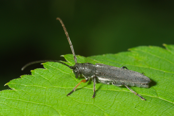 Skaliertes Bild Coleoptera, Cerambycidae, Phytoecia cylindrica_2010_06_14--10-30-50.jpg 