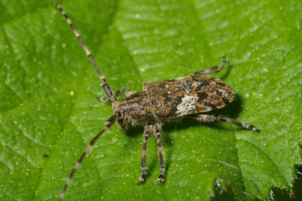 Skaliertes Bild Coleoptera, Cerambycidae, Pogonocherus_2007_05_01--12-59-22.jpg 