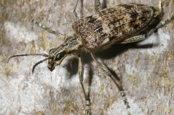 Skaliertes Bild Coleoptera, Cerambycidae, Rhagium inquisitor_2007_04_20--11-41-00.jpg 