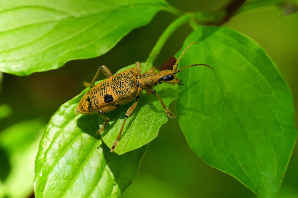 Skaliertes Bild Coleoptera, Cerambycidae, Rhagium mordax, Zangenbock_2019_05_01--15-31-29.jpg 