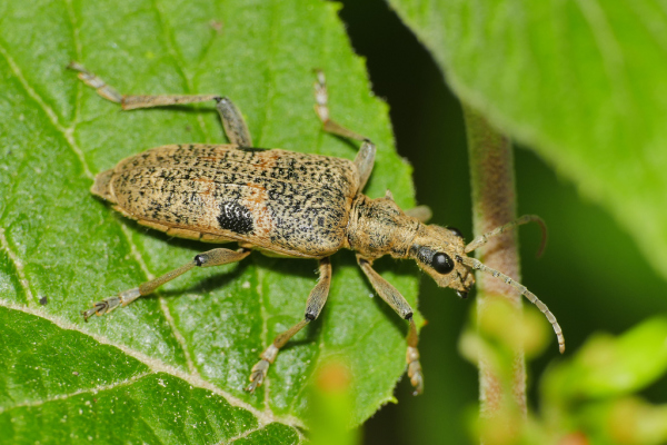 Skaliertes Bild Coleoptera, Cerambycidae, Rhagium mordax, Zangenbock_2020_05_06--10-11-36.jpg 
