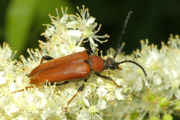 Skaliertes Bild Coleoptera, Cerambycidae, Stictoleptura rubra ,Rothalsbock_2020_07_28--10-07-42.jpg 