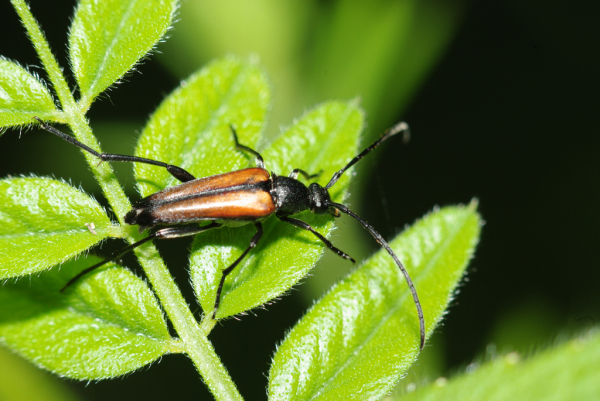 Skaliertes Bild Coleoptera, Cerambycidae, Strangalia melanura_2009_06_27--15-28-51.jpg 