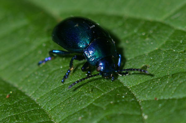 Skaliertes Bild Coleoptera, Chryomelidae, Chrysomela coerulans_2005_05_27--17-35-04.jpg 