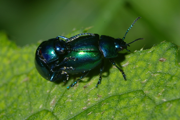 Skaliertes Bild Coleoptera, Chryomelidae, Chrysomela coerulans_2006_06_09--17-15-11.jpg 