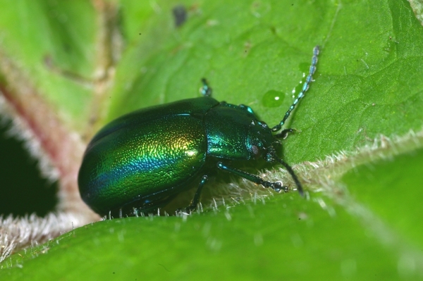 Skaliertes Bild Coleoptera, Chryomelidae, Chrysomela coerulans_2006_07_10--08-33-23.jpg 