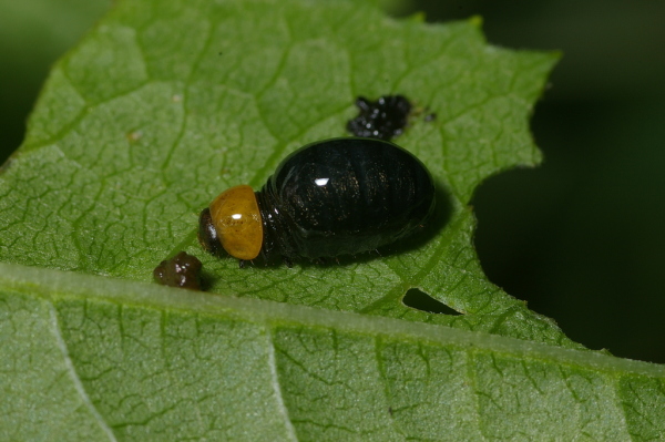 Skaliertes Bild Coleoptera, Chryomelidae, Chrysomela, Larve_2006_07_10--07-21-23.jpg 