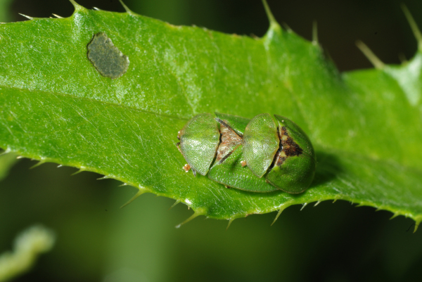 Skaliertes Bild Coleoptera, Chrysomelidae, Cassida rubiginosa, Paarung_2009_06_29--09-12-48.jpg 