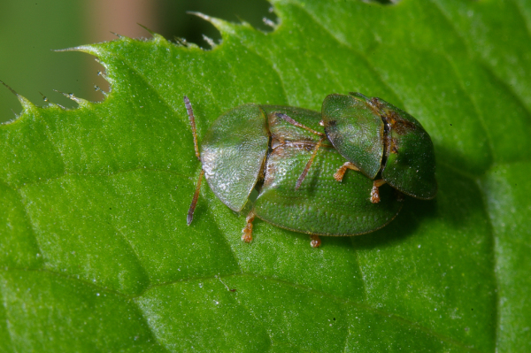 Skaliertes Bild Coleoptera, Chrysomelidae, Cassida vibex, Paarung_2008_06_24--07-31-56.jpg 