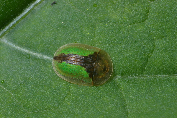 Skaliertes Bild Coleoptera, Chrysomelidae, Cassida vibex_2006_05_29--10-46-02.jpg 