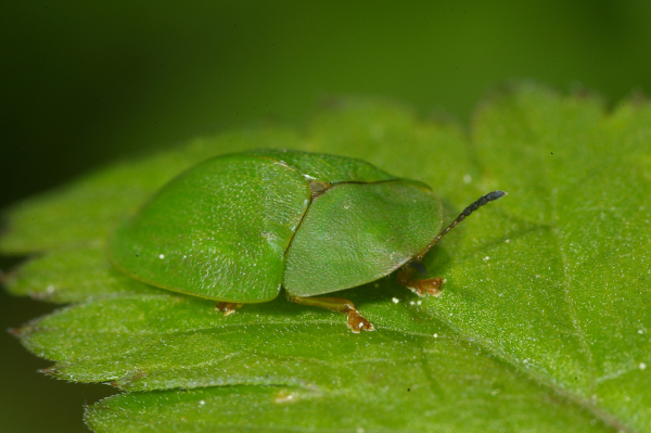 Skaliertes Bild Coleoptera, Chrysomelidae, Cassida viridis_2005_01_01--02-40-23.jpg 