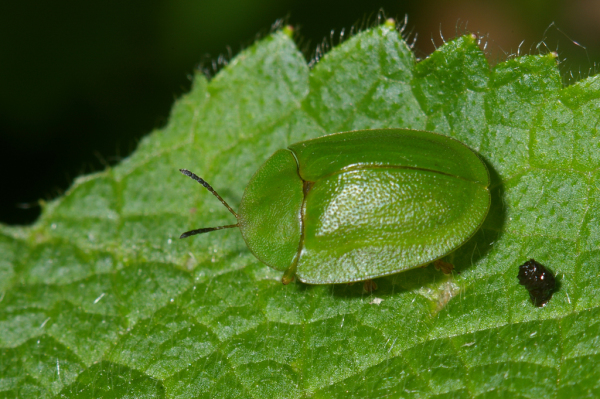 Skaliertes Bild Coleoptera, Chrysomelidae, Cassida viridis_2005_05_27--17-51-53.jpg 