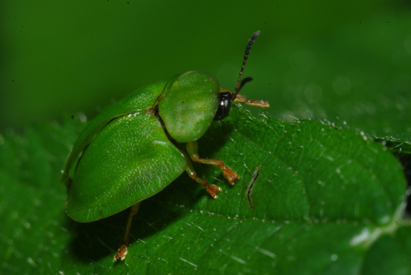 Skaliertes Bild Coleoptera, Chrysomelidae, Cassida viridis_2010_06_04--13-15-41.jpg 