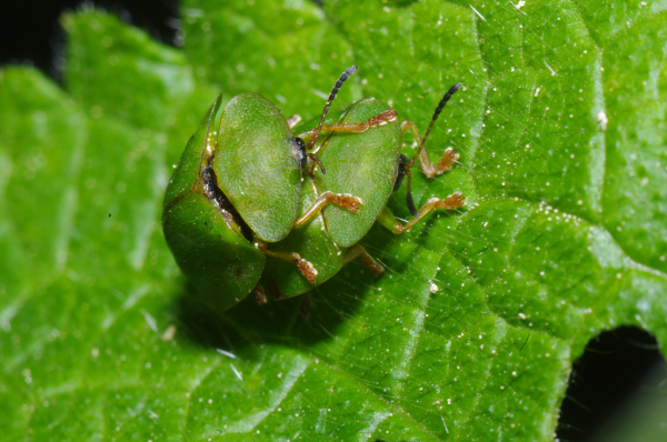 Skaliertes Bild Coleoptera, Chrysomelidae, Cassida viridis_2011_05_08--12-18-42.jpg 