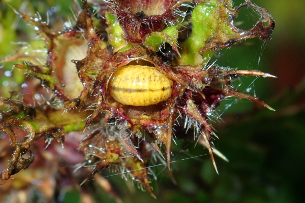Skaliertes Bild Coleoptera, Chrysomelidae, Chrysolina fastuosa, Goldglaenzender Blattkaefer, Larve_2020_08_22--10-05-24.jpg 
