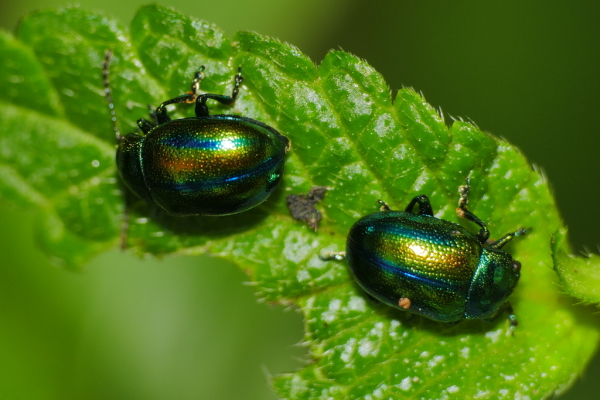 Skaliertes Bild Coleoptera, Chrysomelidae, Chrysolina fastuosa, Goldglaenzender Blattkaefer_2020_06_22--10-01-27.jpg 