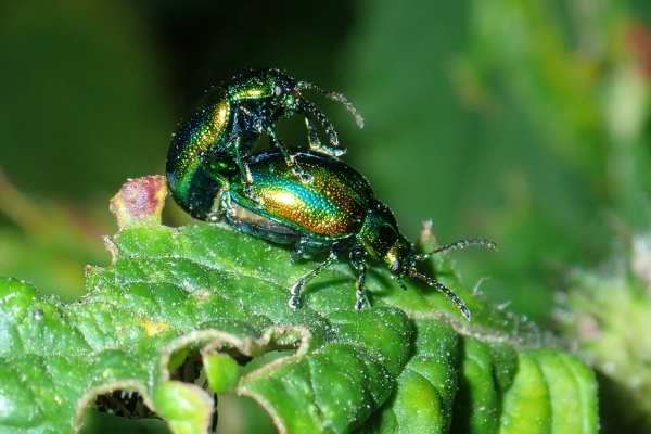 Skaliertes Bild Coleoptera, Chrysomelidae, Chrysolina fastuosa, Goldglaenzender Blattkaefer_2020_08_28--07-06-42.jpg 