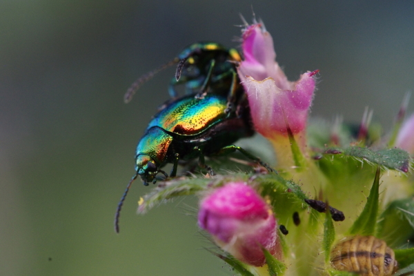 Skaliertes Bild Coleoptera, Chrysomelidae, Chrysolina fastuosa_2016_09_01--06-44-45.jpg 