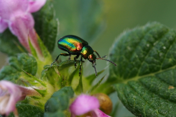 Skaliertes Bild Coleoptera, Chrysomelidae, Chrysolina fastuosa_2016_09_01--06-47-31.jpg 