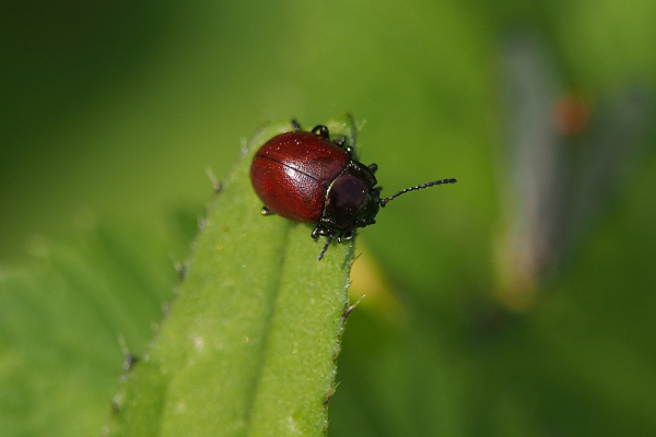 Skaliertes Bild Coleoptera, Chrysomelidae, Chrysolina polita_2019_05_17--09-54-46.jpg 