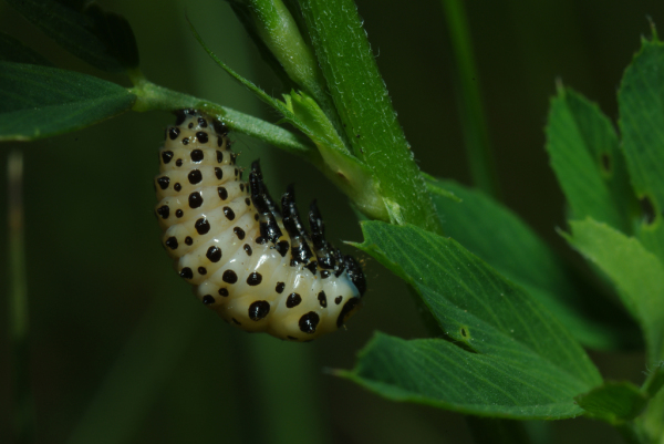 Skaliertes Bild Coleoptera, Chrysomelidae, Chrysomela populi, Larve_2013_06_07--09-18-32.jpg 