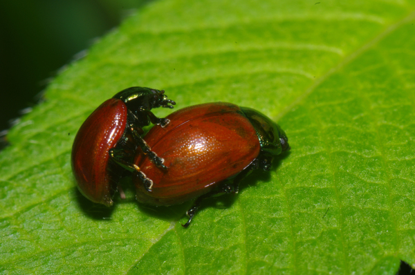 Skaliertes Bild Coleoptera, Chrysomelidae, Chrysomela populi, Paarung_2011_06_13--14-52-20.jpg 