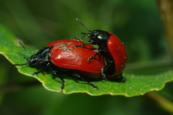 Skaliertes Bild Coleoptera, Chrysomelidae, Chrysomela populi, Paarung_2013_06_07--09-27-52.jpg 