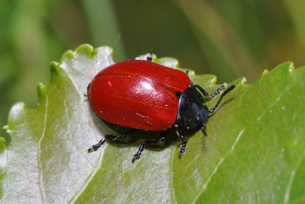 Skaliertes Bild Coleoptera, Chrysomelidae, Chrysomela populi_2013_06_07--09-07-09.jpg 