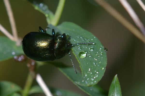 Skaliertes Bild Coleoptera, Chrysomelidae, Chrysomela varians_2006_09_24--11-04-55.jpg 