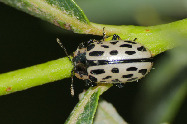 Skaliertes Bild Coleoptera, Chrysomelidae, Chrysomela vigintipunctata_2020_05_24--15-02-45.jpg 